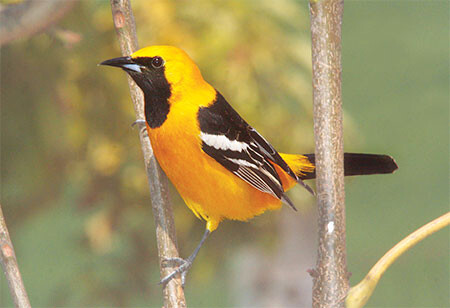 Why Count Hooded Oriole