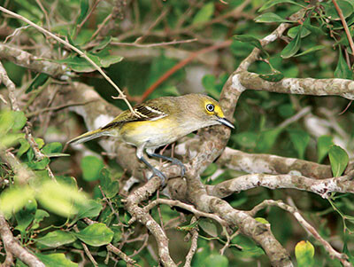 cb White eyed Vireo