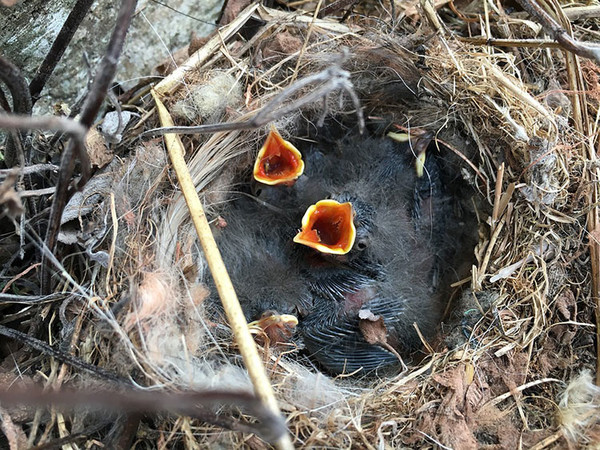 bird nestling