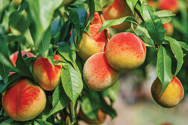 transplant tips to establish Peaches