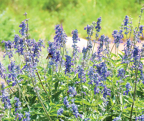 20220719 TAMU BEE purple flower with bees