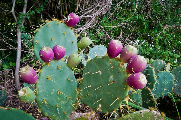 Teaxs Prickly Pear Fruit 1