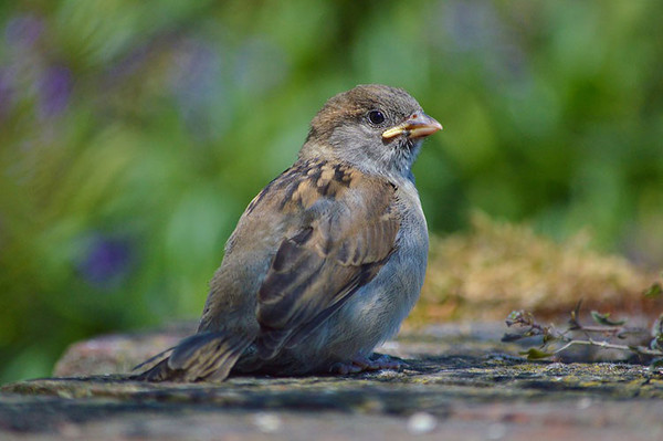 bird fledgling