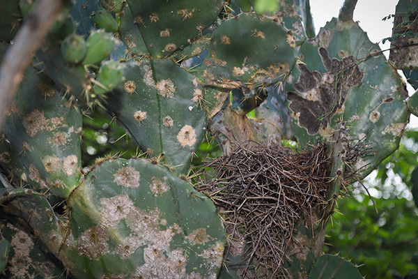 White winged Dove nest with eggs