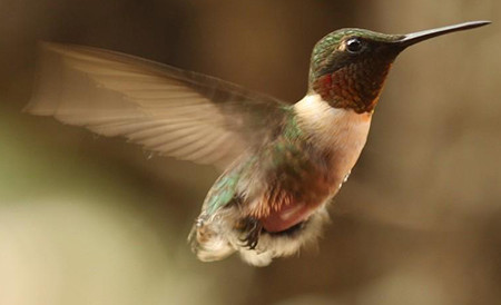 20200311 nature hummingbird