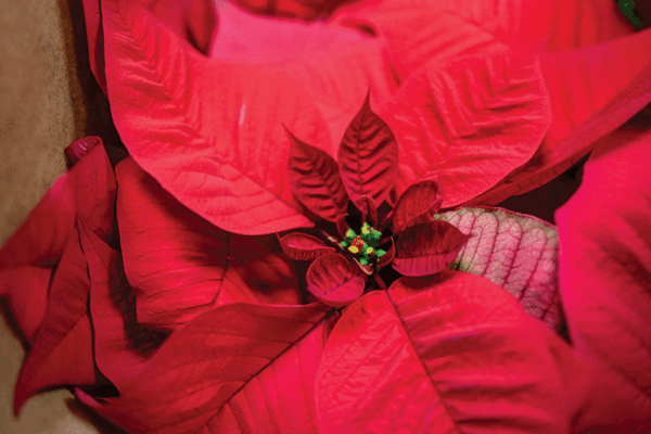 20211202 BCMS Poinsettia Sale RR 0053 1 web