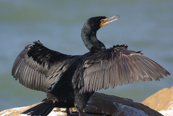 20200708 Double crested Cormorant