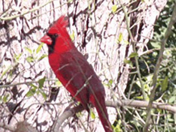 NOrthern Cardinal TPWD David Garcia web