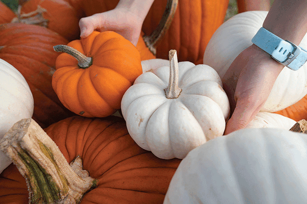 20251029 Pumpkin Patch LM 0100 1 web