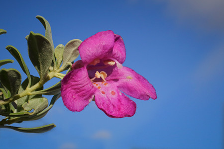 Cenizo flower