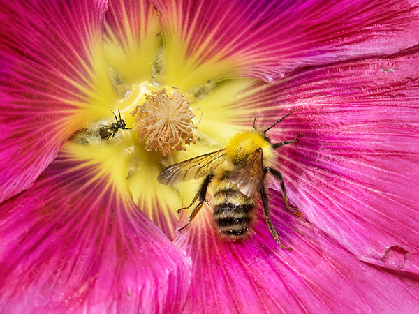 Bumblebee Exploring Mallow Copyright Paula Sharp
