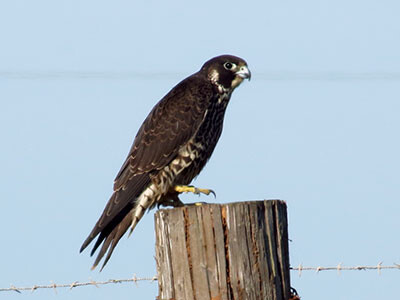 cb Peregrine Falcon