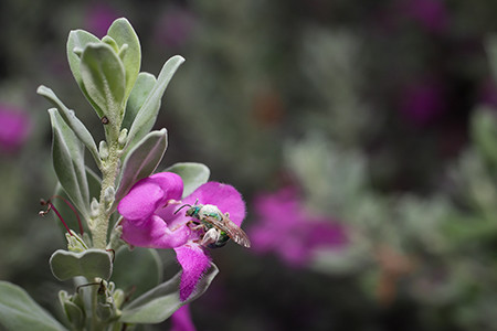 Texas Purple Sage Sweat Bee