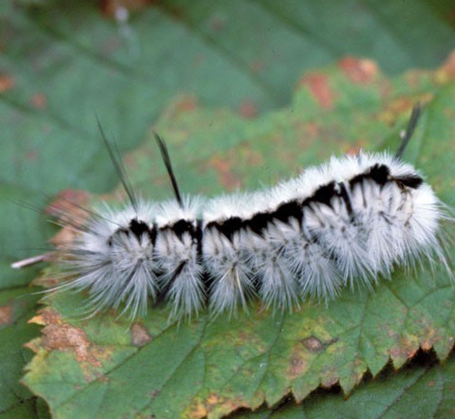 hickory tussock