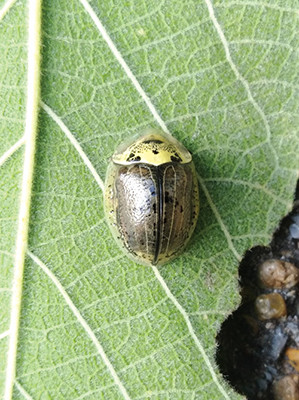 20200325 NATURE Wild Olive Tortoise beetle