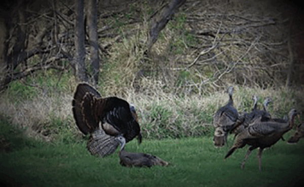 Bentsen State Park Turkeys Picture1 Courtesy Thomas Riddle web