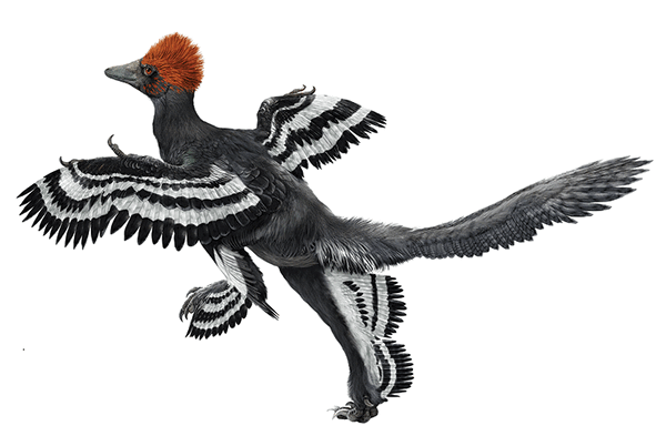 20241113 IMAS Anchiornis Z web