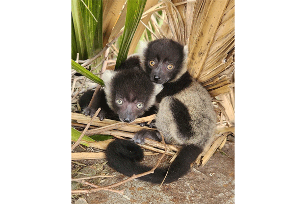 baby lemurs web