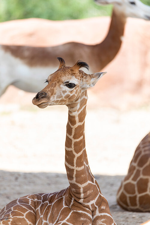 Baby Giraffe 2