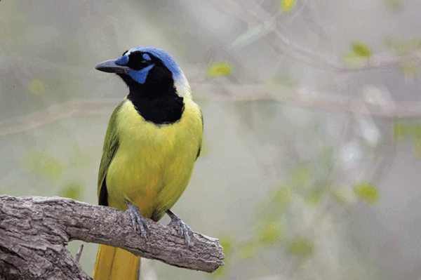 2019 RGVBF Green Jay web