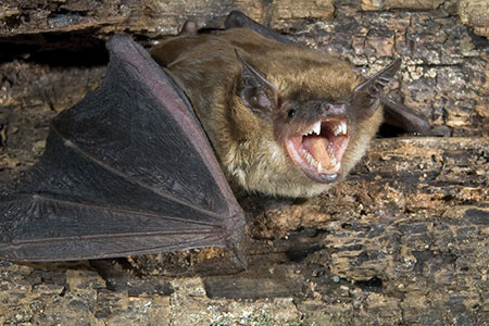 B Brown Bat