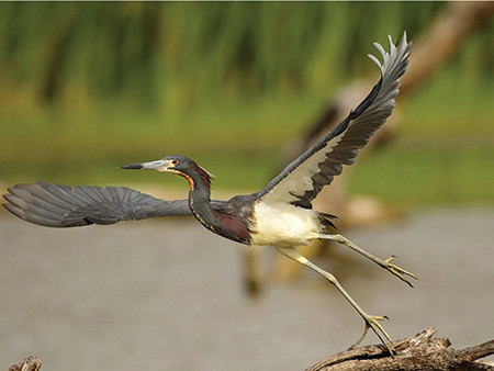 20200311 nature flight