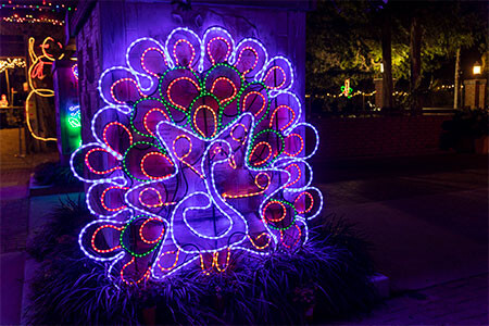 20211130 Gladys Porter Zoo Zoo Nights and Lights Peacock