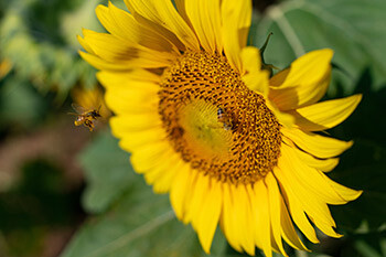 20210617 Sunflowers LM 0061