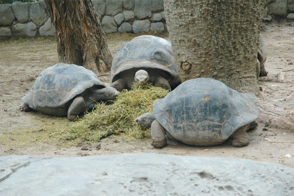 20100414 Gladys Porter Zoo 0495 web
